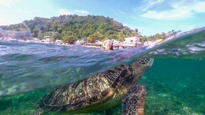 Apo Island