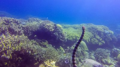 Apo Island