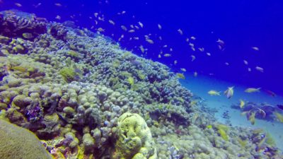 Apo Island