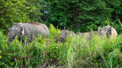 Kinabatangan