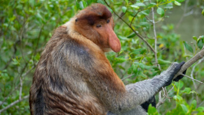 Bako Nationalpark