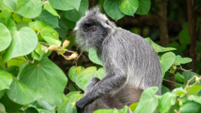 Bako Nationalpark