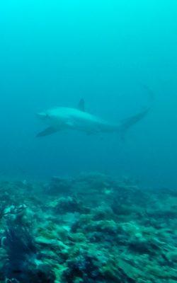 Malapascua