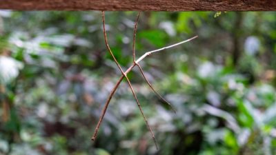 Mulu Nationalpark