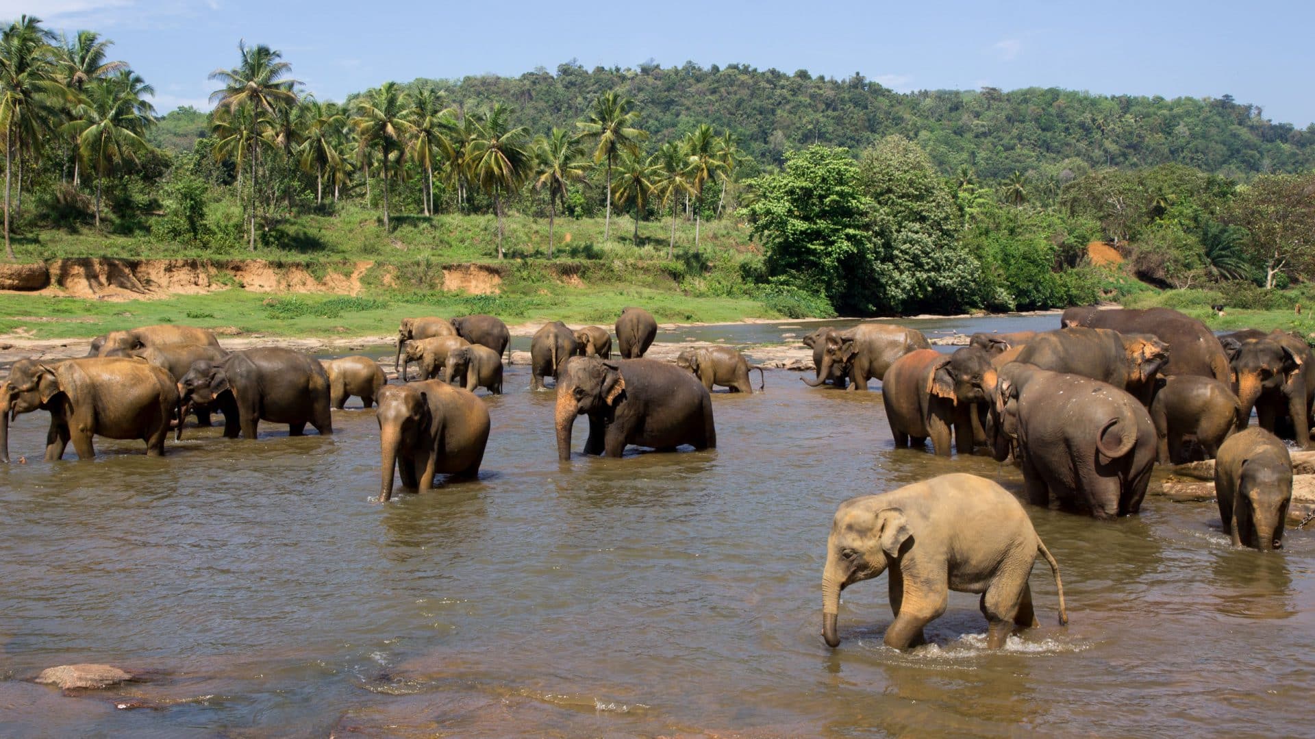 Elefanten Sri Lanka