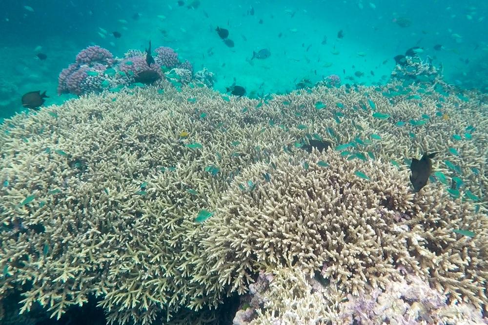 Cairns ∙ Die bunte Unterwasserwelt im Great Barrier Reef ∙ Australien