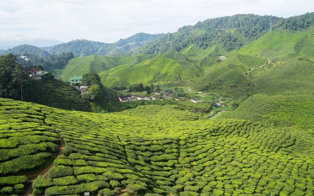 Cameron Highlands ∙ Bei Sonnenschein und Regen in den Teeplantagen ∙ Malaysia