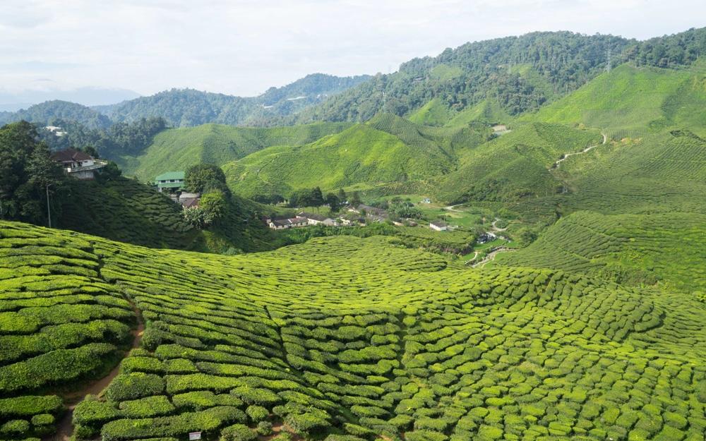 Cameron Highlands