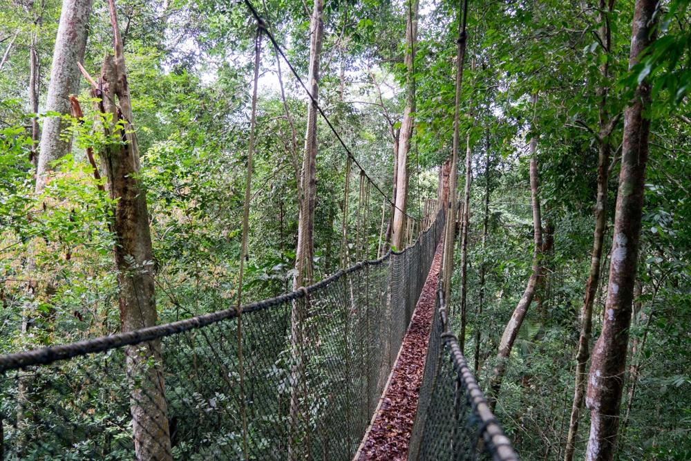 Taman Negara ∙ Dschungelabenteuer pur mit Blutegeln ∙ Malaysia