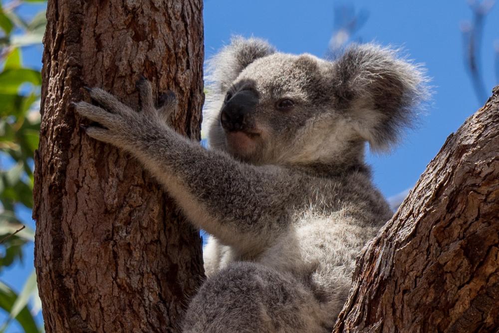 Townsville & Magnetic Island ∙ Zu Besuch bei den Koalas ∙ Australien