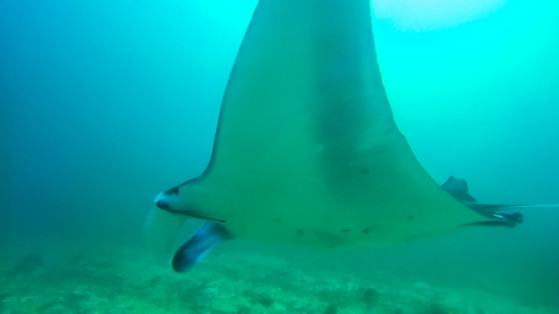 Donsol ∙ Riesige Mantas und Walhaie direkt vor unserer Taucherbrille ∙ Philippinen