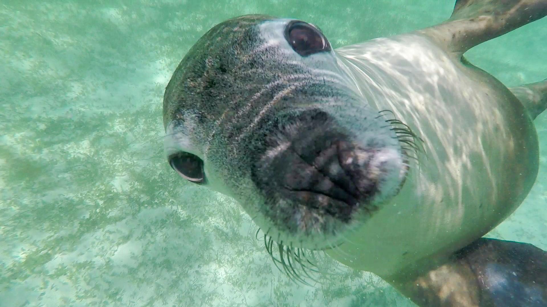 Jurien Bay, Caversham und der Wave Rock ∙ Neugierige Seelöwen & Kängurus ∙ Australien