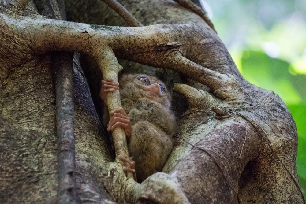 Tangkoko Nationalpark & Tomohon ∙ Die kleinen Koboldmakis ∙ Sulawesi ∙ Indonesien