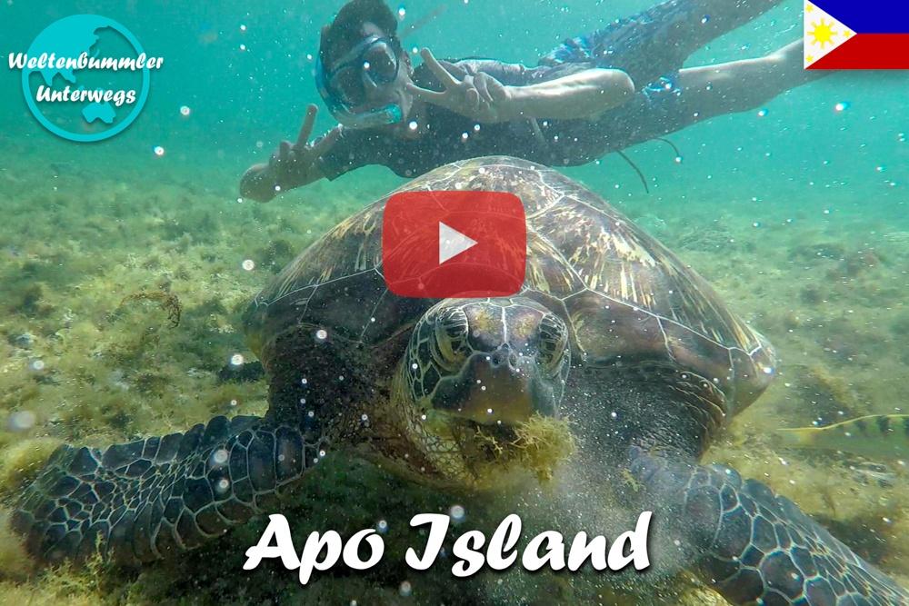 Apo Island ∙ Das Tauchparadies mit Riesenschildkröten und Seeschlangen ∙  Philippinen ∙ Weltreise Vlog #95