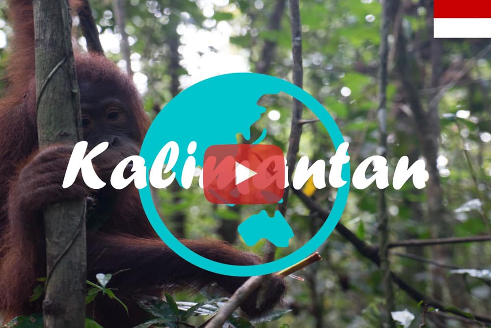 Kalimantan ∙ Mit Gips zu den Orang Utans ∙ Indonesien ∙ Weltreise Vlog #11