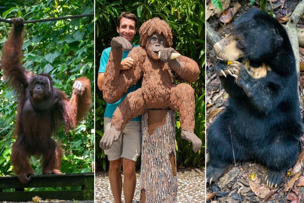Sandakan & Sepilok ∙ Im Regenwald mit den Malaienbären und Orang-Utans ∙ Borneo